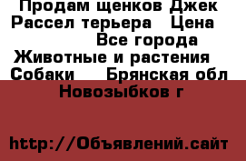 Продам щенков Джек Рассел терьера › Цена ­ 25 000 - Все города Животные и растения » Собаки   . Брянская обл.,Новозыбков г.